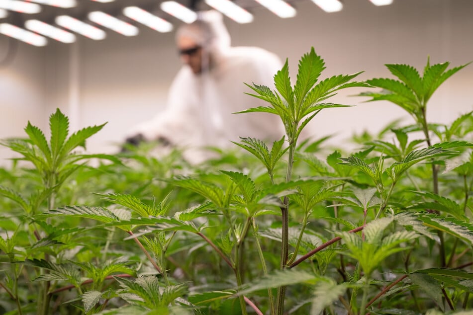 Nach Teillegalisierung von Cannabis: 14 Anbauvereinigungen haben Erlaubnis erhalten
