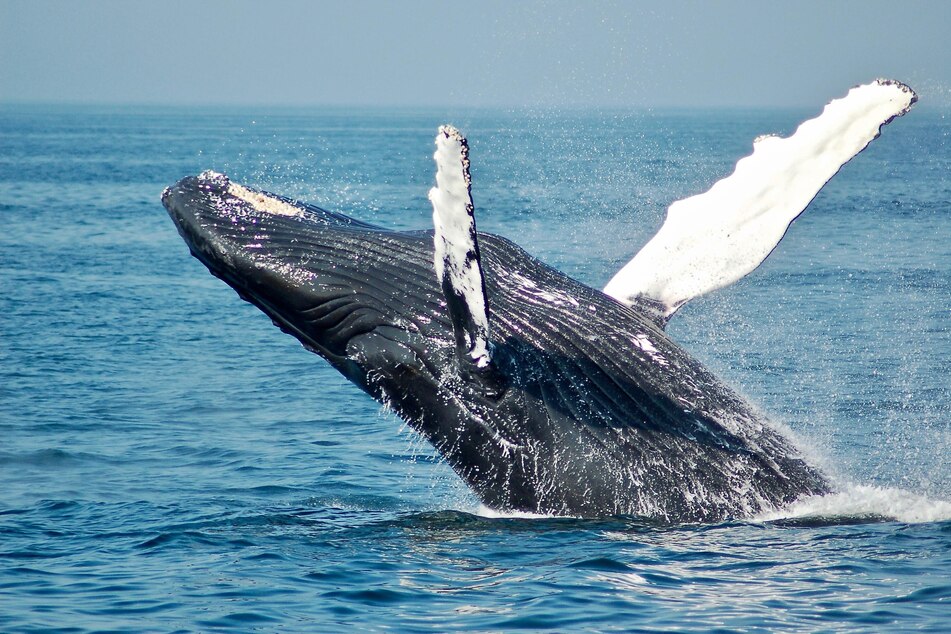 Whales are an important part of the ocean ecosystem.