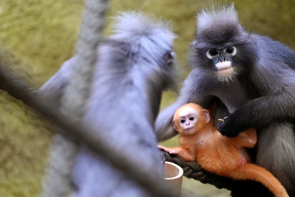 So süß! Zoo-Neuling ist ein Affenbaby