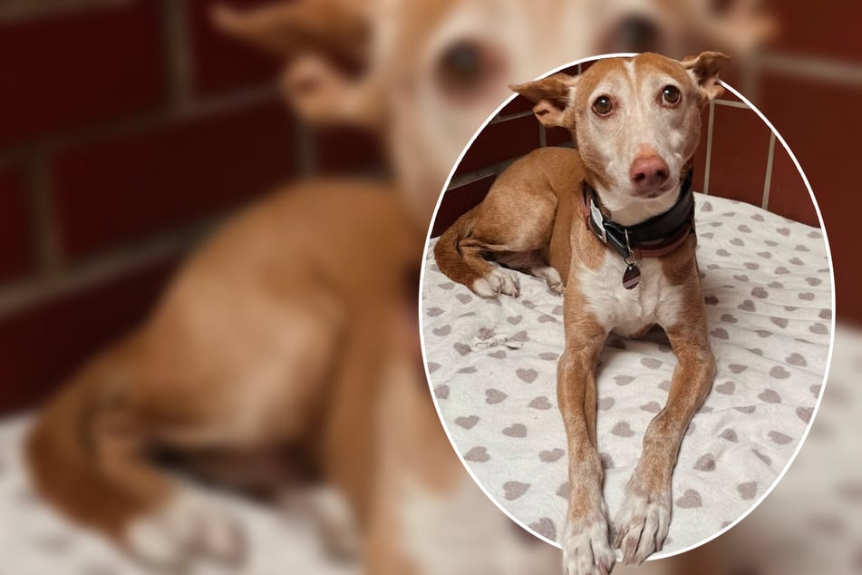 Mara perdió su hogar, ahora la perra podenco sufre en el refugio para animales