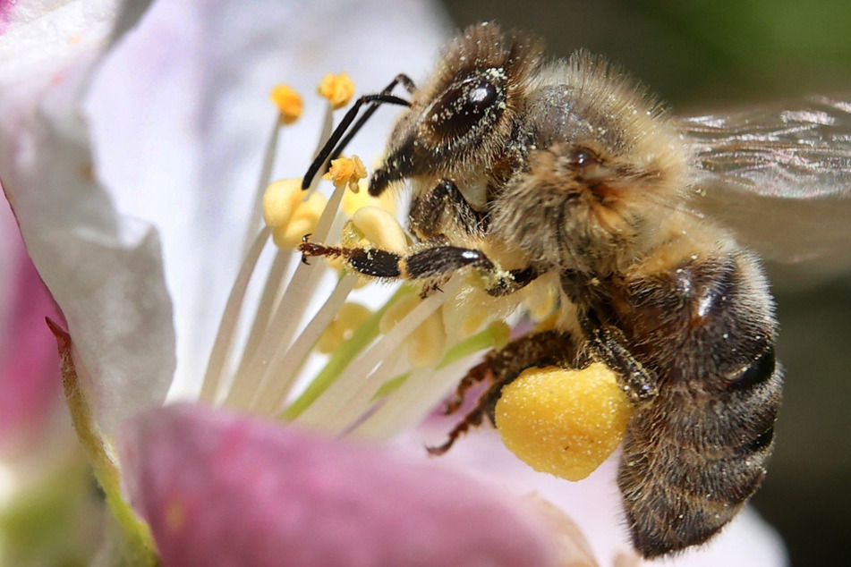 Bienen legen Gangster das Handwerk: Auf Stiche folgt Strafanzeige