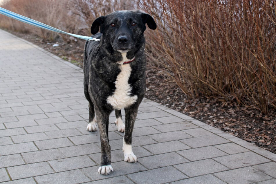 Hündin Luna ist eine wachsame Beschützerin. Wer schenkt ihr ein Zuhause?