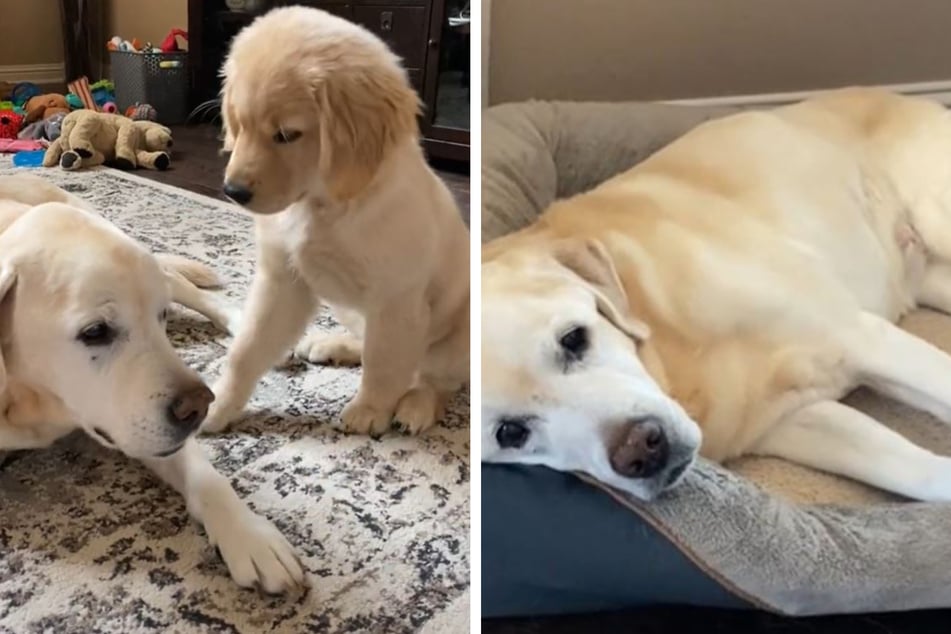 Old dog makes new puppy friend in a heartwarming TikTok hit!