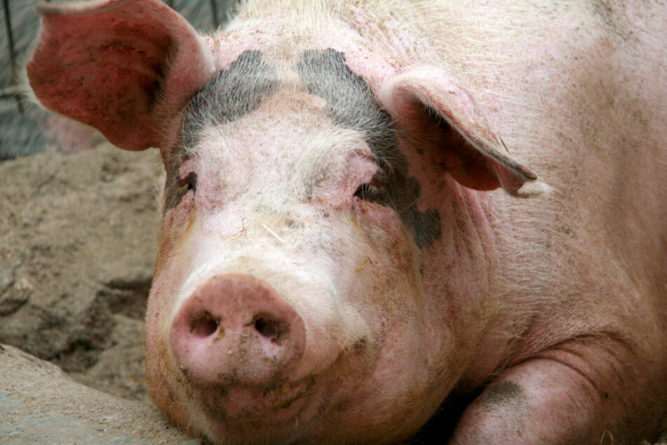 Mit ASP können sich auch Hausschweine infizieren. Die Ausbreitung der Seuche bedroht die Existenz von Schweinemastbetrieben.