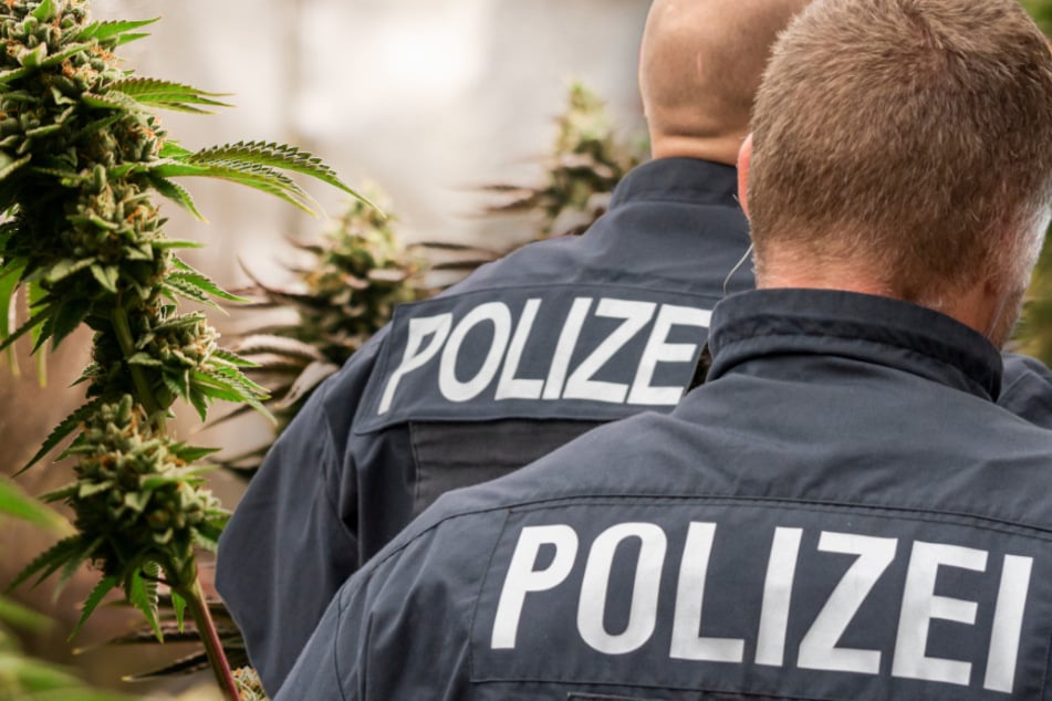 Die Polizisten entdeckten in der Wohnung des Mannes eine illegale Cannabis-Plantage. (Symbolfoto)