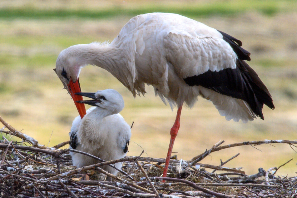 Ein Weißstorch brütet jedes Jahr durchschnittlich um die zwei bis drei Küken aus. Nach etwa zwei Monaten werden die Kleinen flügge.