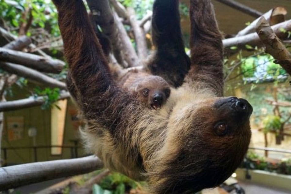 Es war bereits das elfte Mal, dass Marlies Nachwuchs bekam. (Archivbild)