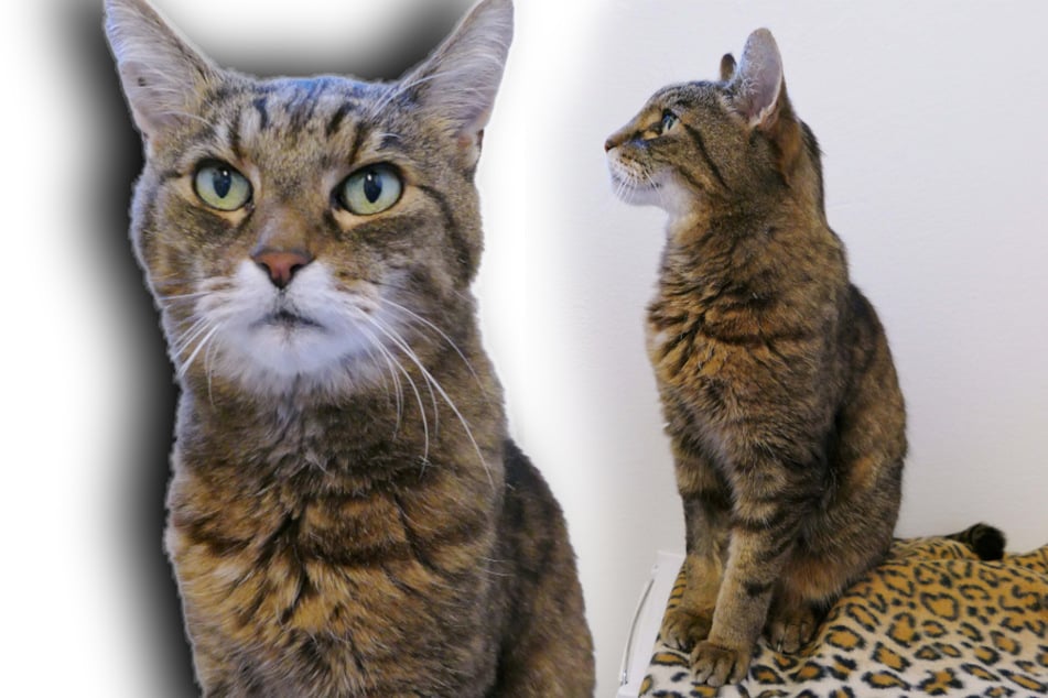 Kater "Tiger" hofft auf ein ruhiges Zuhause zum Entspannen.