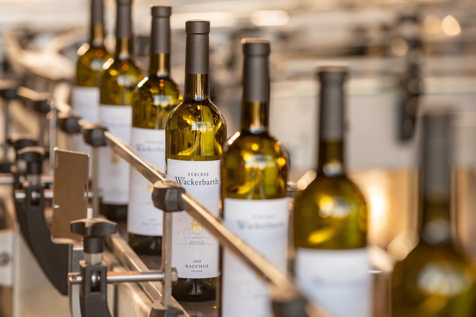 Der Bacchus ist in der Flasche, nun muss der Wein nur noch den Füllstress sacken lassen.