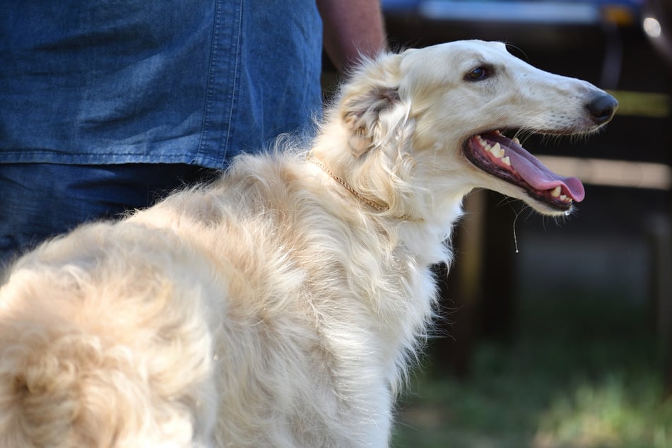 Barsoi: Dieser Hund hat eine lange Schnauze und ein großes Herz