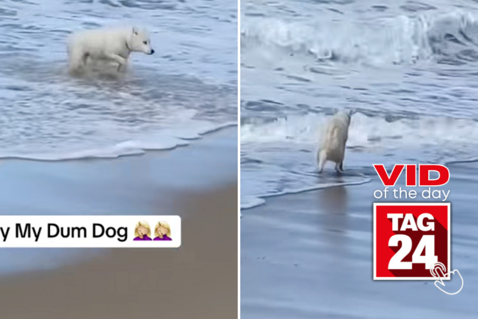 viral videos: Viral Video of the Day for September 2, 2023: Dog pops a squat in funny ocean mishap