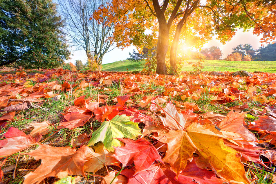 Schöne Herbstsprüche und Zitate zur goldenen Jahreszeit