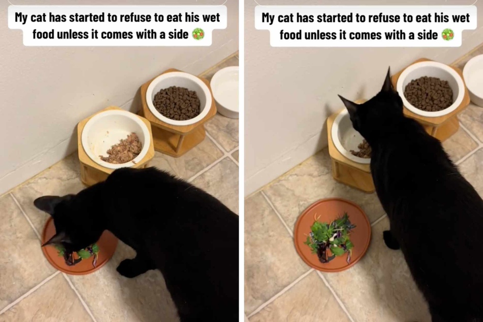 This kitty refuses to eat his cat food without a side salad, and a video of the peculiar scene has gone viral on TikTok at 7.4 million views and counting!