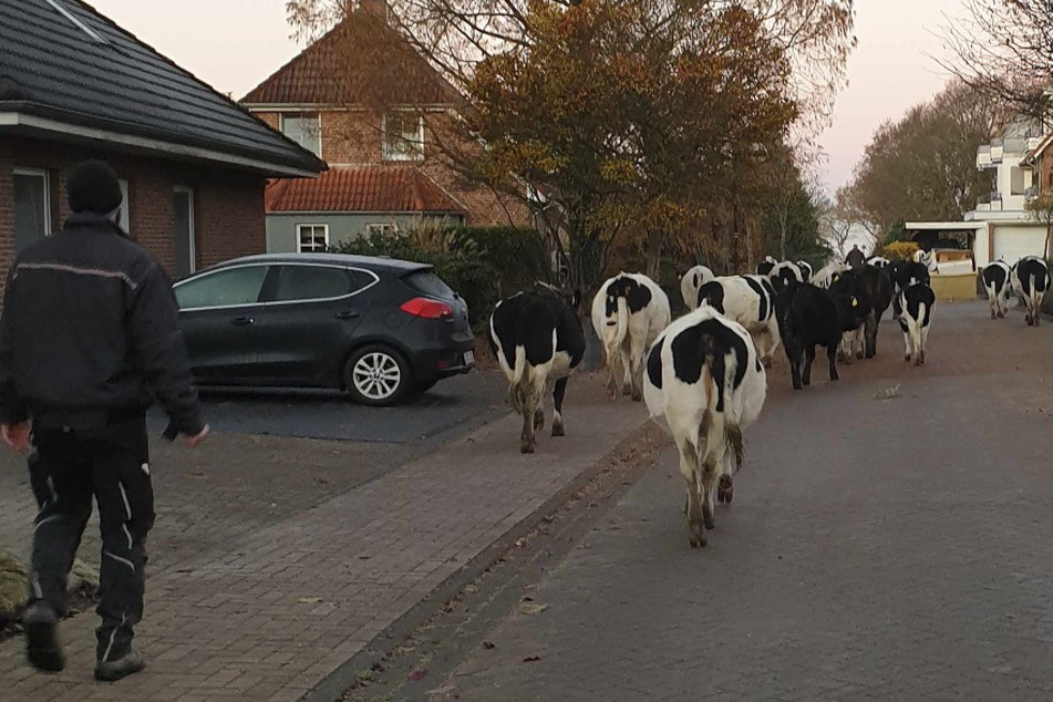 Rinder büxen aus und laufen seelenruhig durch Ort