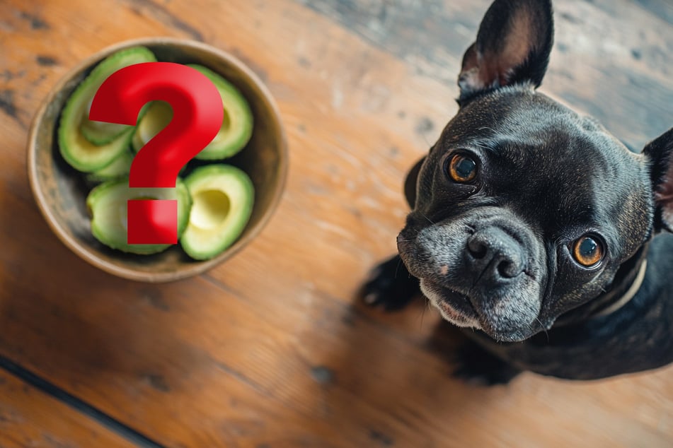 Avocados sind sehr giftig für Hunde.