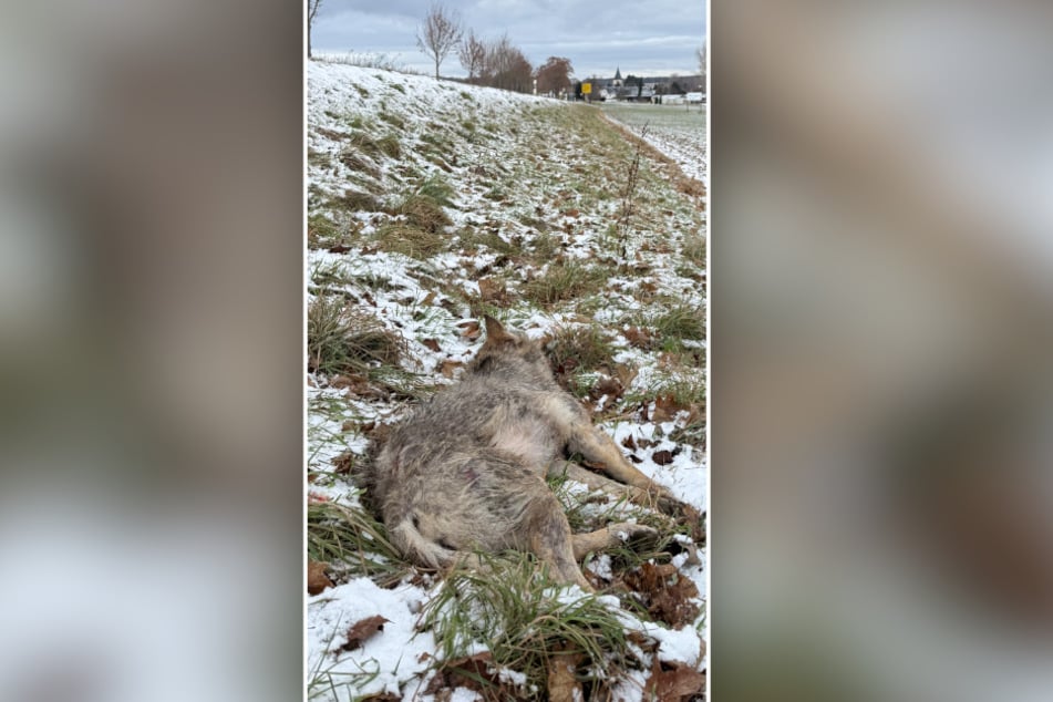 Nach dem Unfall lag das Jungtier am Straßenrand.