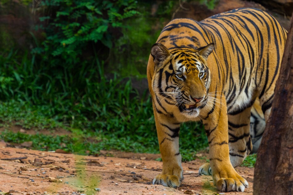 Der Tiger verspeiste den 62-Jährigen. (Symbolbild)