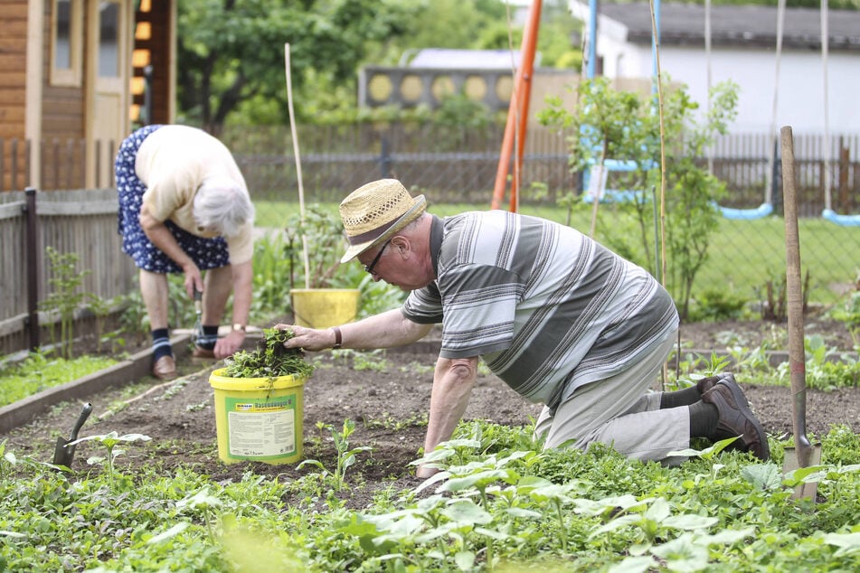 Zwei Senioren bei der leidenschaftlichen Gartenarbeit in einer Dresdner Kleingartenanlage.