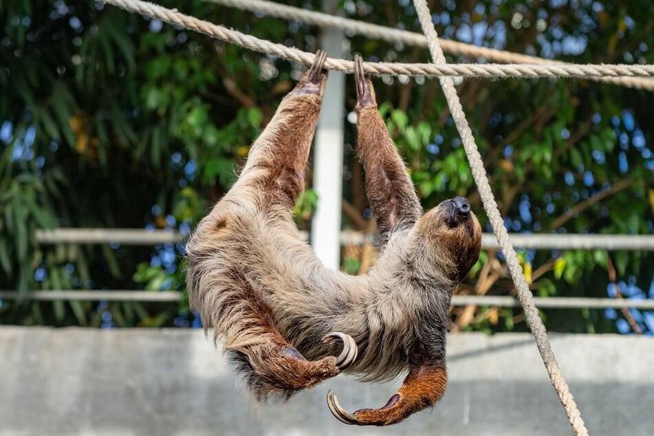 Faultierdame Carla hängt im Hoyerswerdaer Zoo ab. Seit über fünf Jahren wartet sie auf Nachwuchs.