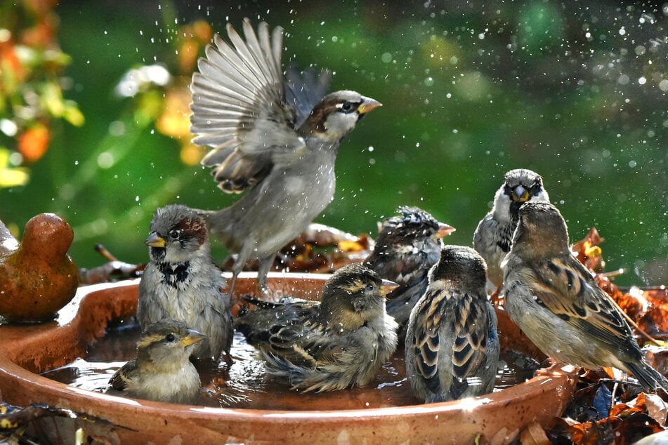 Haussperlinge lieben es auch beim Baden gesellig.