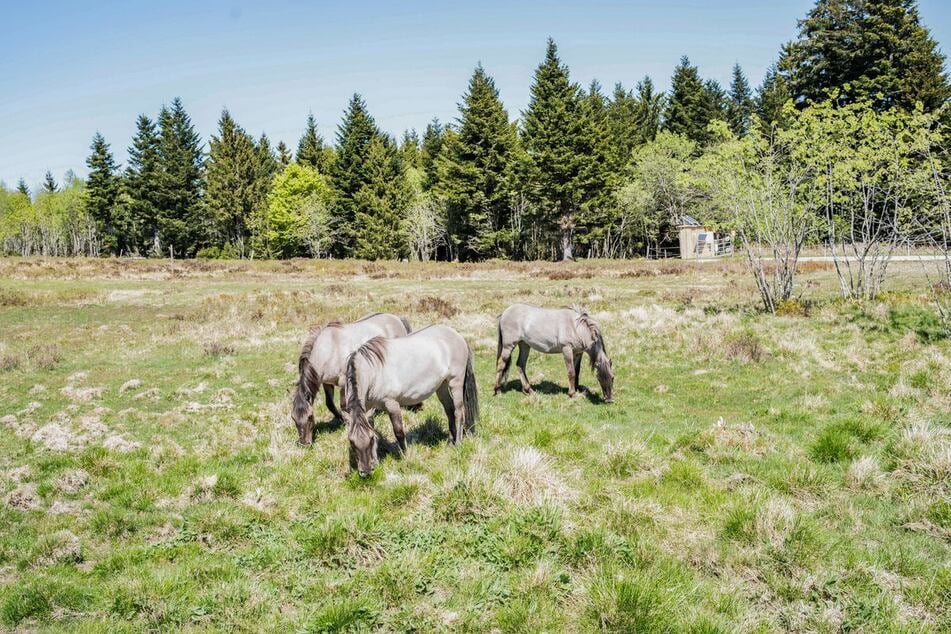 Pferde im Nationalpark Schwarzwald leisten einen wichtigen Beitrag.