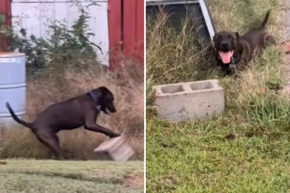 Dogs normally love to play with chew toys, balls, plushies, or Frisbees, but this pup's favorite toy is something of a head-scratcher...
