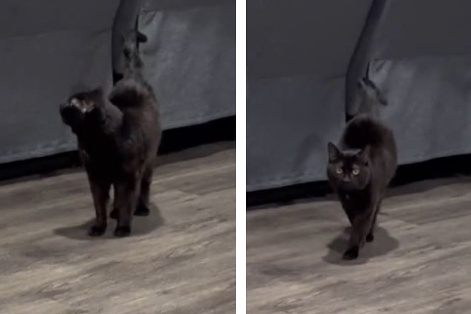 Deaf cat gives off irritated vibes before it sweetly spots a familiar face