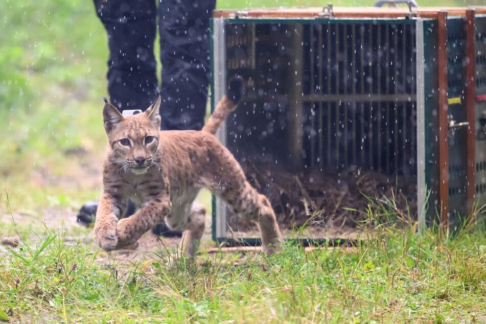 Beherzter Sprung in die Freiheit: Luchskuder Luca verlässt die Auswilderungsbox in einem Wald bei Eibenstock.