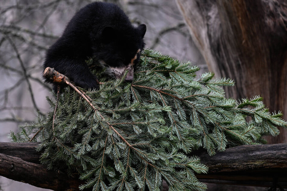 Bären knabbern gerne an den alten Weihnachtsbäumen herum.