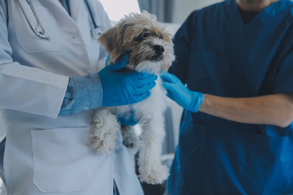 Kleine Hunde vertragen weniger Weintrauben und sollten sofort zum Tierarzt.