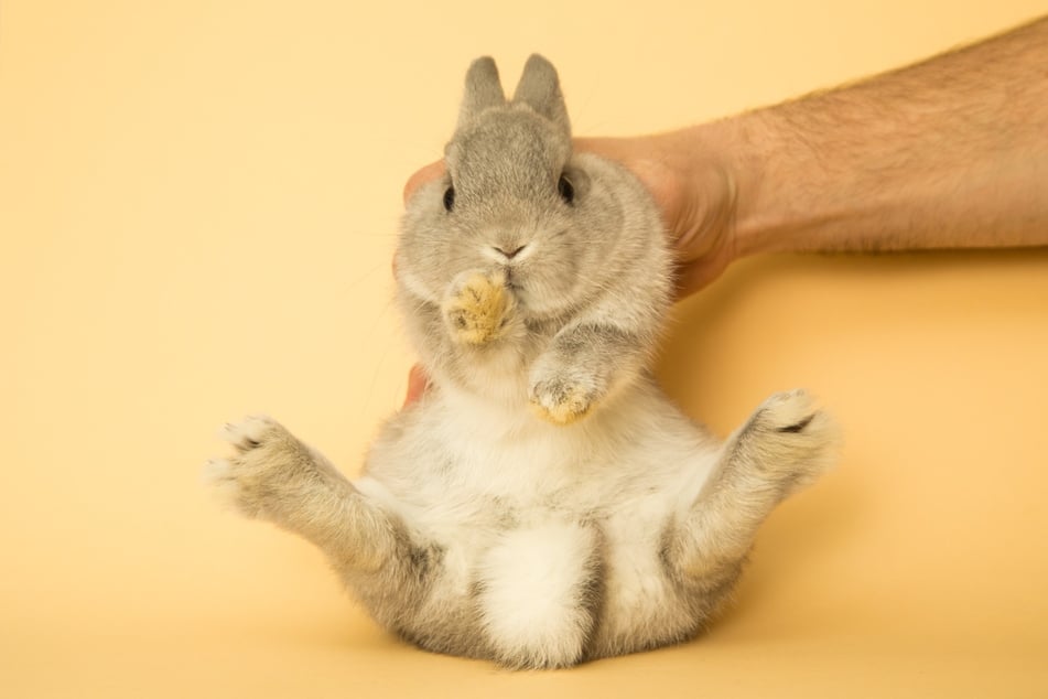 Vorsicht: Kaninchen nicht am Nacken packen - So hebt man sie richtig hoch