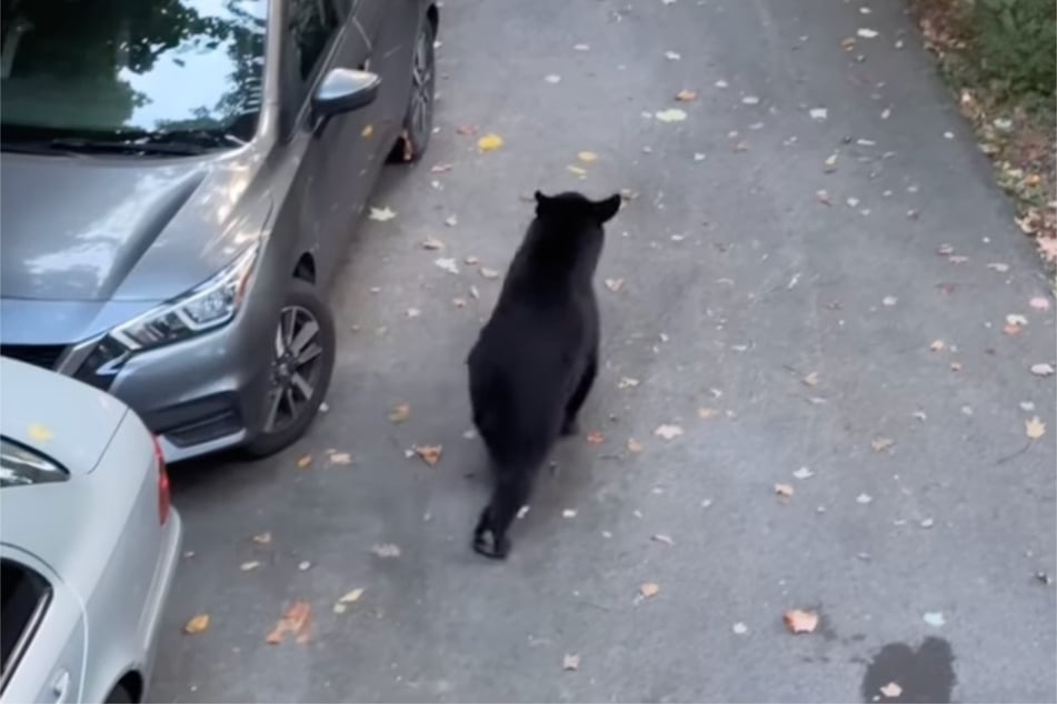 Noch auf der Suche nach dem "richtigen" Wagen: Der Bär tapste zunächst in aller Seelenruhe über die Straße an einem Waldrand.