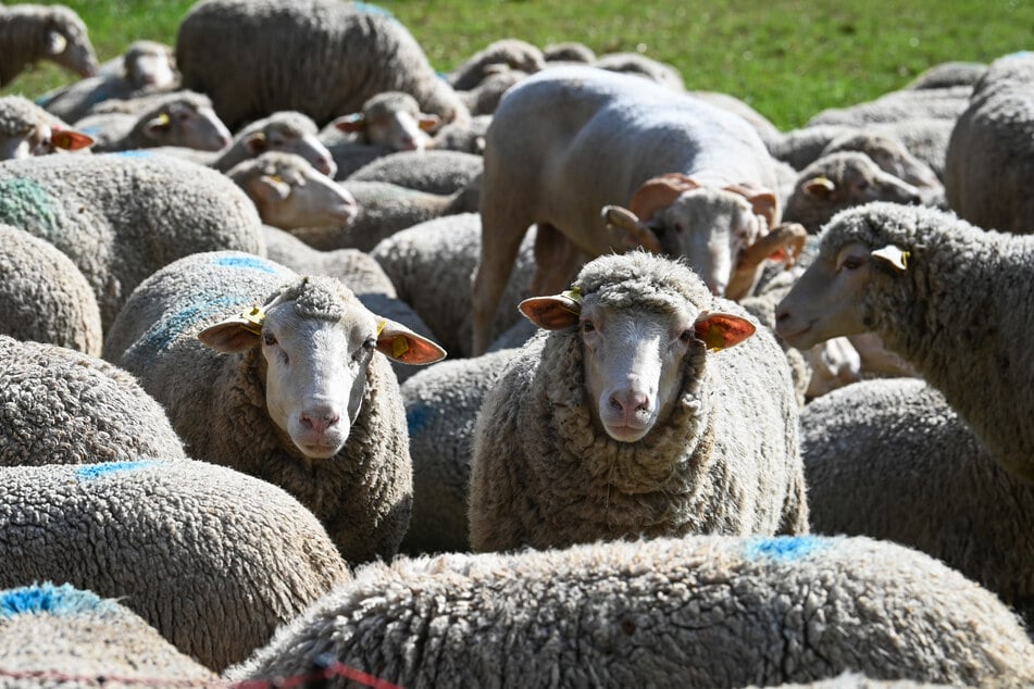 20‑letni najpierw ukradł owcę, a z litości jeszcze jedno zwierzę. (Zdjęcie symboliczne)