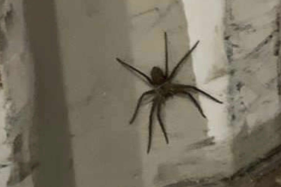 In Bremen wurde eine vermutlich hochgiftige, 20 cm große Spinne in einem Großhandel entdeckt.