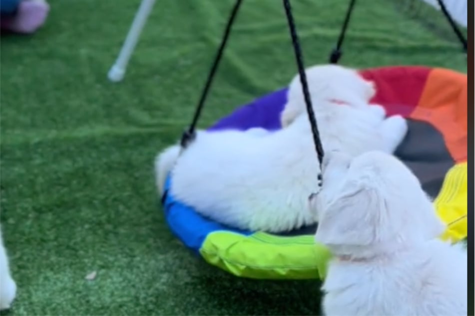 These golden retriever puppies couldn't get enough of the swing.