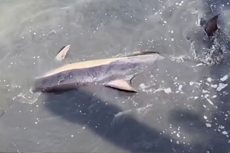 Rettungsversuch gescheitert: Delfin stirbt in Nordsee-Hafen