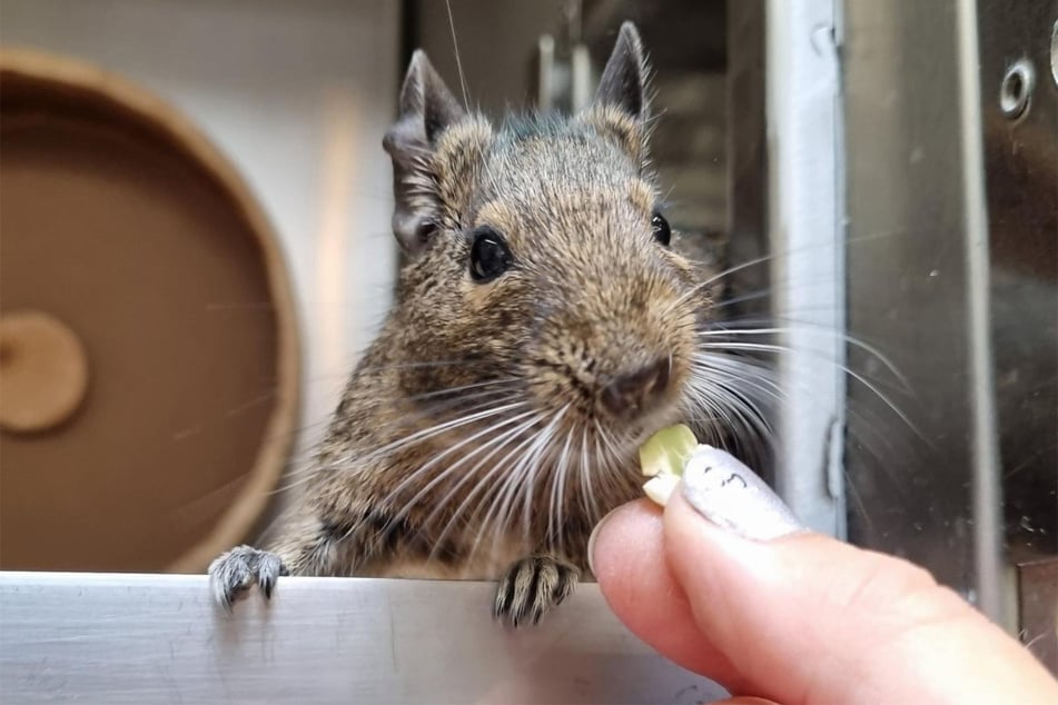 Degu-Weibchen Saskia aus dem Tierheim in Hamburg ist auf der Suche nach einem neuen Zuhause.