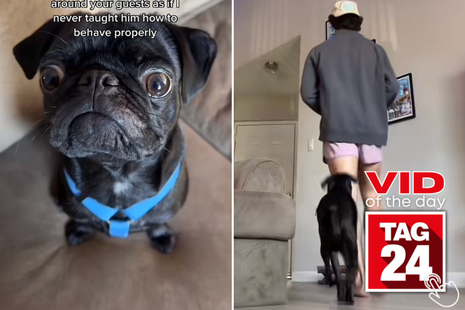 Today's Viral Video of the Day shows a pawfectly unpleasant doggy house guest!