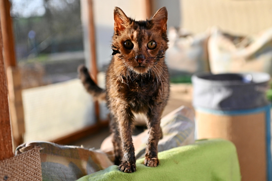 Infos zu Katze Luzie, ihren Artgenossen und Hilfsmöglichkeiten gibt es online unter: www.tierheim-groebern.de