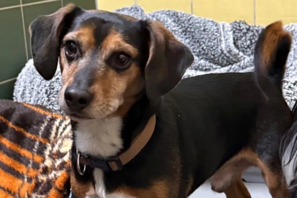 Snoopy braucht Menschen, die ihm in seinem neuen Zuhause weiterhin Physiotherapie ermöglichen, um seine Rückenschmerzen zu lindern.