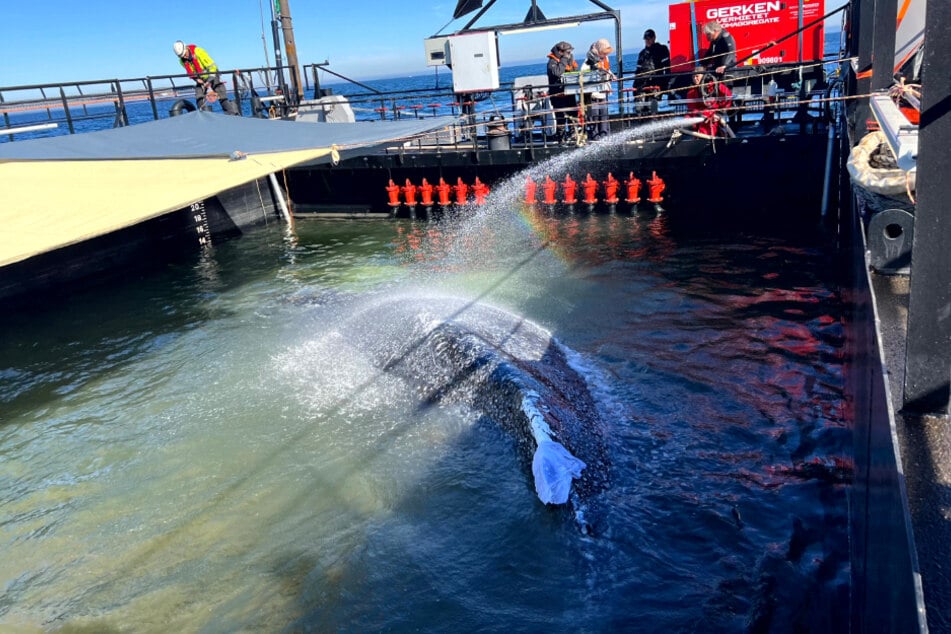 Auf einem aktuellen Foto von Donnerstag ist zu sehen, wie Buckelwal "Timmy" im Inneren der Barge bewässert wird.