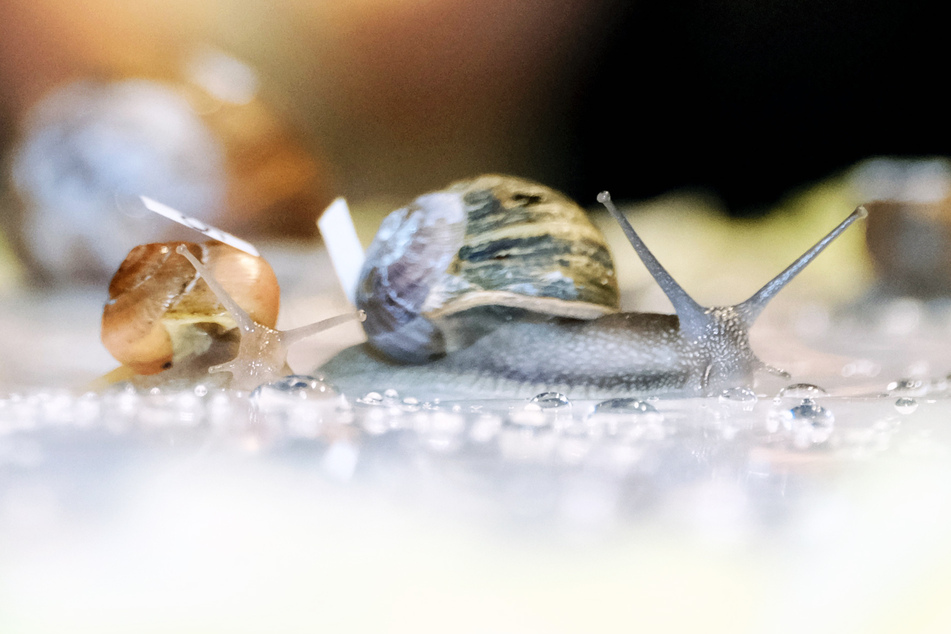 Die Schnecken traten auf einer 33 Zentimeter langen Rennstrecke an.