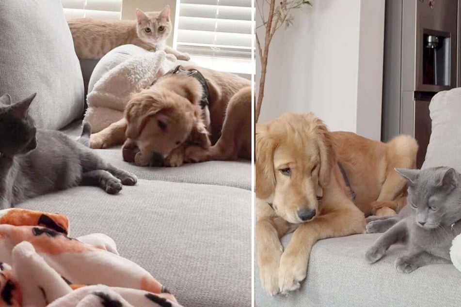 Dog who grew up with cats picks up the funniest feline behavior!