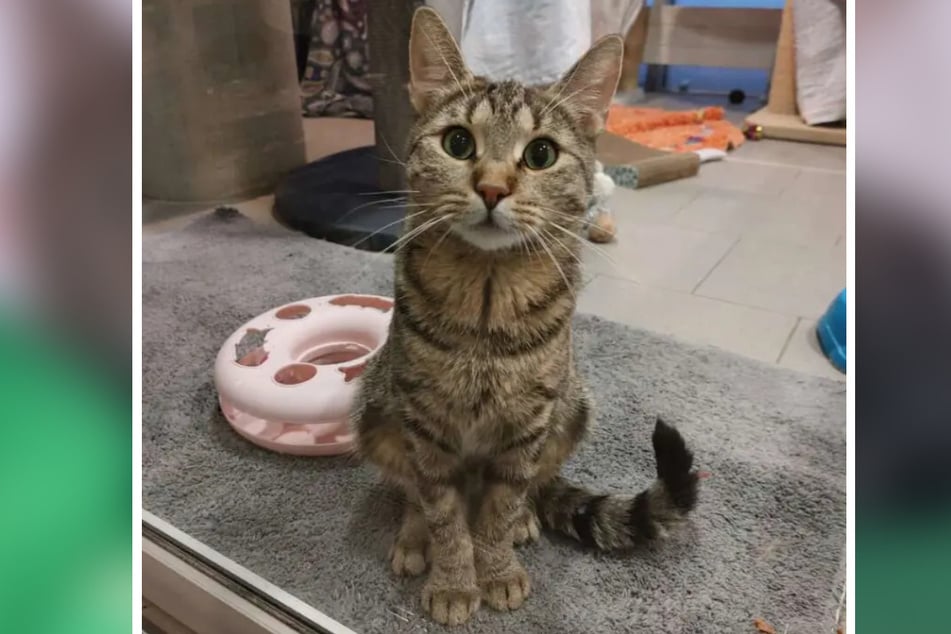 Katze Zaziki (2) wurde mit ihren Jungen im Berliner Tierheim abgegeben und sucht nun nach einem Zuhause.