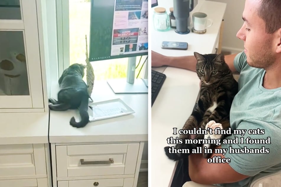 Frau kann keine ihrer Katzen im ganzen Haus finden, dann betritt sie das Büro ihres Mannes