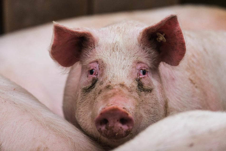 Nach dem Ausbruch der Afrikanischen Schweinepest in Hausschweinbeständen hat die Suche nach dem Übertragungsweg begonnen.