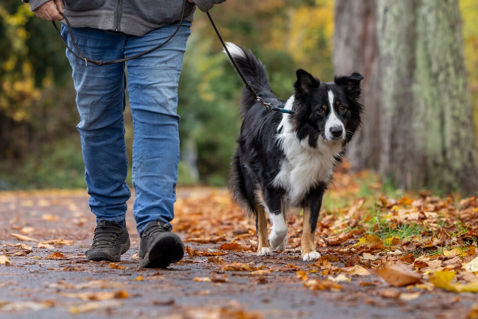 Bei einem Wesenstest für Hunde protokolliert eine sachverständige Person die Leinenführigkeit und ob vom Hund eine Gefahr für die öffentliche Sicherheit ausgeht.