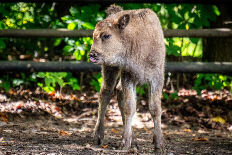 Ora ist das erste Wisentkalb des Jahres im Wildgatter Oberrabenstein.