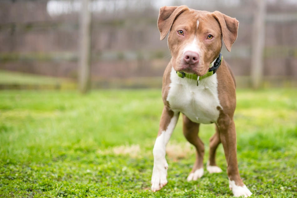 Ein nicht angeleinter Hund wurde bei dem Polizeieinsatz durch einen Schuss verletzt, konnte später aber in eine Tierklinik gebracht werden. (Symbolbild)