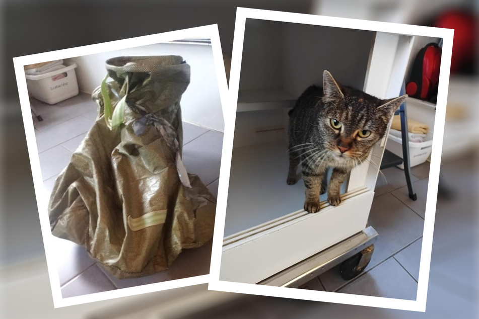 Nur knapp dem Tod entkommen: Trächtige Katze in Container gefunden